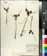 Cyperus flavicomus image