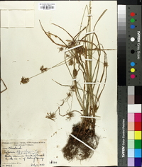 Cyperus retrofractus image