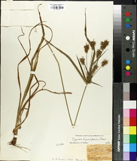 Cyperus dipsaciformis image