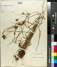 Cyperus retrofractus image