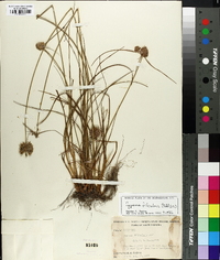 Cyperus filiculmis image