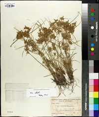 Cyperus flavescens image