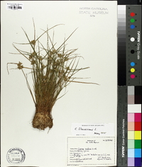 Cyperus flavescens image