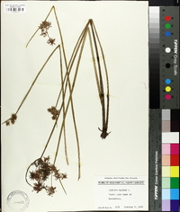 Cyperus haspan image