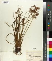 Cyperus haspan image