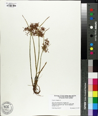 Cyperus haspan image