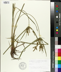 Cyperus iria image