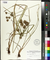 Cyperus lancastriensis image