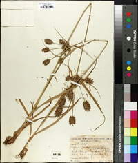 Cyperus lancastriensis image