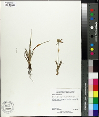 Cyperus ovatus image