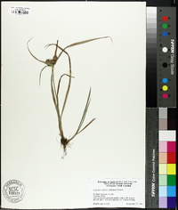 Cyperus echinatus image