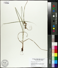 Cyperus echinatus image