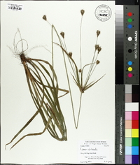 Cyperus plukenetii image