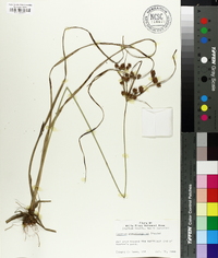 Cyperus pseudovegetus image