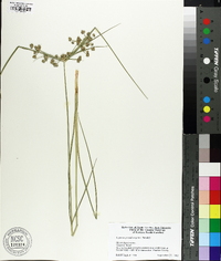 Cyperus pseudovegetus image