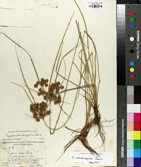 Cyperus pseudovegetus image