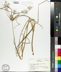 Cyperus refractus image