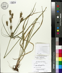 Cyperus retrofractus image