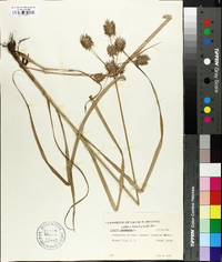 Cyperus retrofractus image