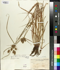 Cyperus retrorsus image