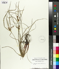 Cyperus retrorsus image