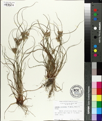 Cyperus retrorsus image