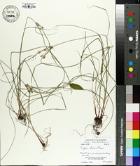 Cyperus retrorsus image