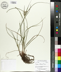 Cyperus retrorsus image