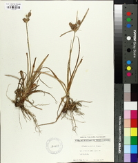 Cyperus retrorsus image