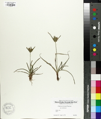 Cyperus retrorsus image