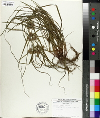 Cyperus retrorsus image