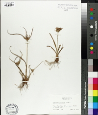 Cyperus retrorsus image
