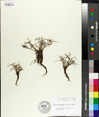 Cyperus hortensis image