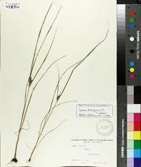 Cyperus tetragonus image