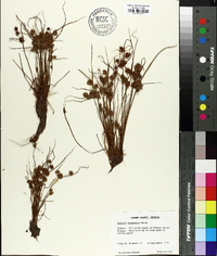 Cyperus squarrosus image