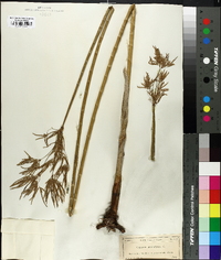 Cyperus articulatus image