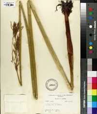 Cyperus articulatus image