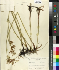 Cyperus articulatus image