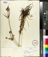 Cyperus deeringianus image