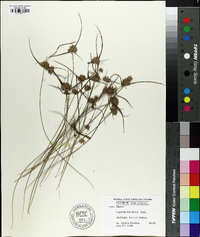 Cyperus filiculmis image