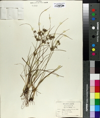 Cyperus grayi image