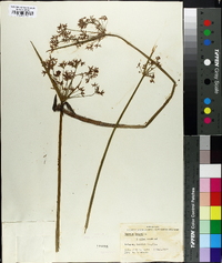Cyperus haspan image