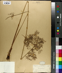 Cyperus haspan image