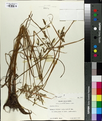Cyperus iria image