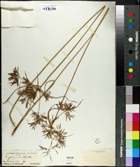 Cyperus nuttallii image