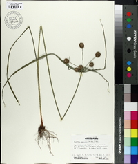 Cyperus echinatus image