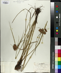 Cyperus pseudovegetus image