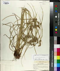 Cyperus pseudovegetus image