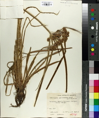 Cyperus pseudovegetus image