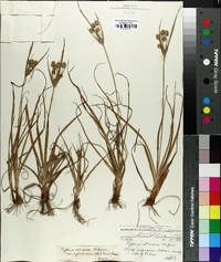 Cyperus retrorsus image